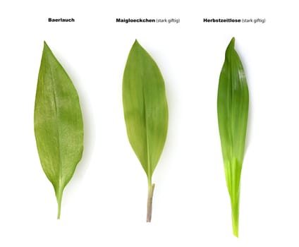 Allium  Ursinum garlic is an important herb and medicinal plant that has a garlic scent with white flowers. It has several poisonous doppelgangers,(double runner) such as lily of the valley,autumn crocus and arum.