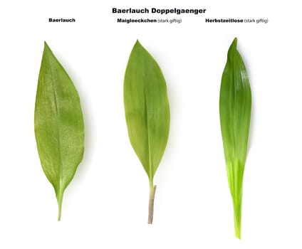 Allium  Ursinum garlic is an important herb and medicinal plant that has a garlic scent with white flowers. It has several poisonous doppelgangers,(double runner) such as lily of the valley,autumn crocus and arum.