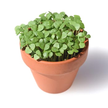 Basil,Ocimum basilicum,is a medicinal plant and kitchen ware with green leaves.