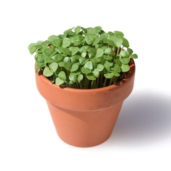 Basil,Ocimum basilicum,is a medicinal plant and kitchen ware with green leaves.