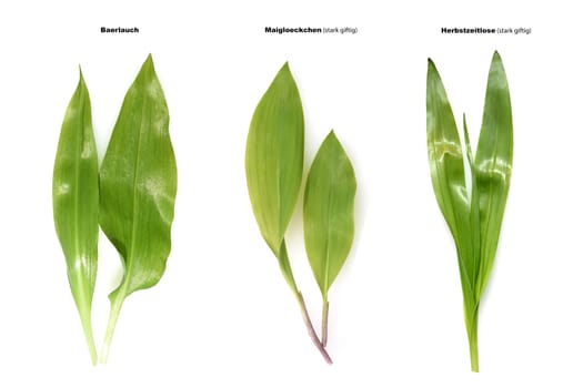 Allium  Ursinum garlic is an important herb and medicinal plant that has a garlic scent with white flowers. It has several poisonous doppelgangers,(double runner) such as lily of the valley,autumn crocus and arum.