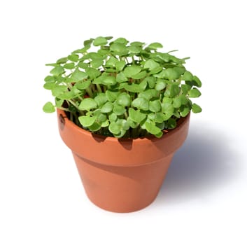 Basil,Ocimum basilicum,is a medicinal plant and kitchen ware with green leaves.