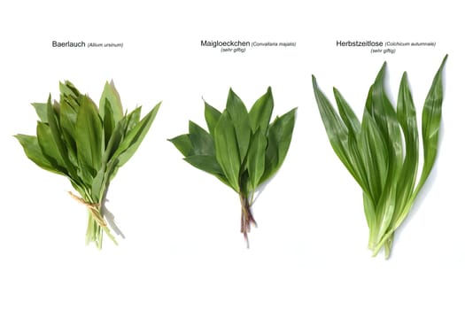 Allium  Ursinum garlic is an important herb and medicinal plant that has a garlic scent with white flowers. It has several poisonous doppelgangers,(double runner) such as lily of the valley,autumn crocus and arum.
