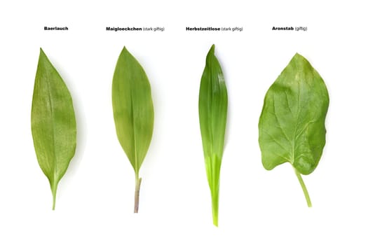 Allium  Ursinum garlic is an important herb and medicinal plant that has a garlic scent with white flowers. It has several poisonous doppelgangers,(double runner) such as lily of the valley,autumn crocus and arum.