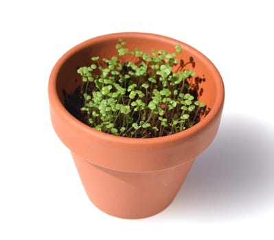 Peppermint,Mentha piperita,is one of the most important medicinal plants and herbs in cooking and medicinal medicine.