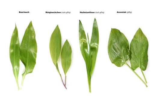 Allium  Ursinum garlic is an important herb and medicinal plant that has a garlic scent with white flowers. It has several poisonous doppelgangers,(double runner) such as lily of the valley,autumn crocus and arum.