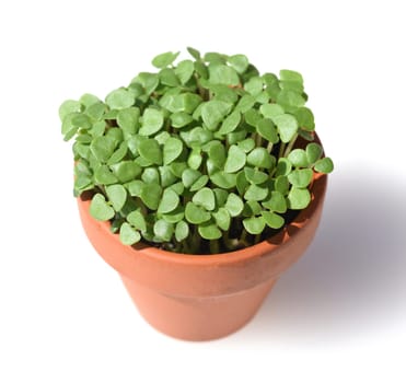 Basil,Ocimum basilicum,is a medicinal plant and kitchen ware with green leaves.