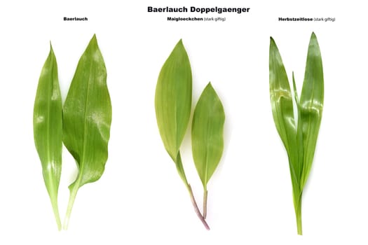 Allium  Ursinum garlic is an important herb and medicinal plant that has a garlic scent with white flowers. It has several poisonous doppelgangers,(double runner) such as lily of the valley,autumn crocus and arum.