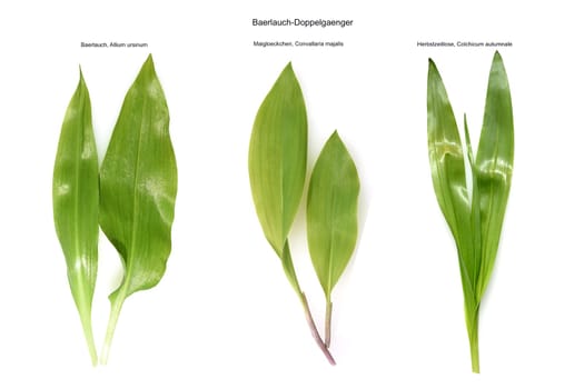 Allium  Ursinum garlic is an important herb and medicinal plant that has a garlic scent with white flowers. It has several poisonous doppelgangers,(double runner) such as lily of the valley,autumn crocus and arum.