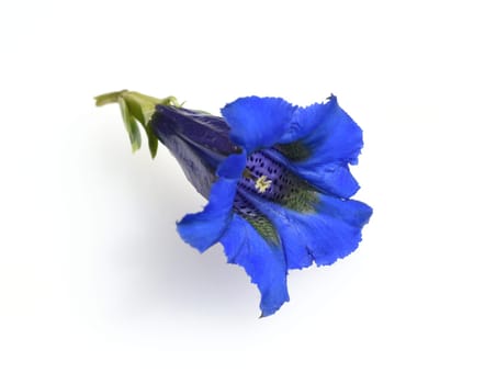Gentian,Gentiana acaulis,the silicate gentian comes from the mountains of Central Europe. It is a deep blue flowering perennial that should not be missing in any garden.