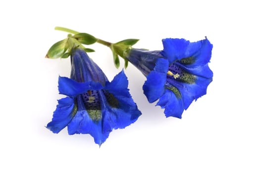 Gentian,Gentiana acaulis,the silicate gentian comes from the mountains of Central Europe. It is a deep blue flowering perennial that should not be missing in any garden.