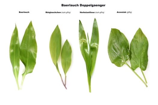 Allium  Ursinum garlic is an important herb and medicinal plant that has a garlic scent with white flowers. It has several poisonous doppelgangers,(double runner) such as lily of the valley,autumn crocus and arum.