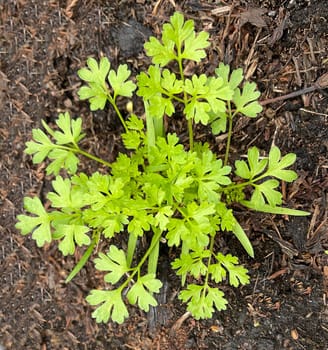 Chervil,Anthriscus cerefolium,is an important medicinal and medicinal plant. The herb is also used in the Frankfurt green sauce.