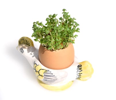 Cress,seedling,Lepidium sativum,is an important medicinal and medicinal plant. At Easter fun for children pulled in an egg.