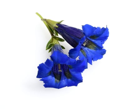 Gentian,Gentiana acaulis,the silicate gentian comes from the mountains of Central Europe. It is a deep blue flowering perennial that should not be missing in any garden.