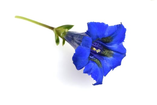Gentian,Gentiana acaulis,the silicate gentian comes from the mountains of Central Europe. It is a deep blue flowering perennial that should not be missing in any garden.