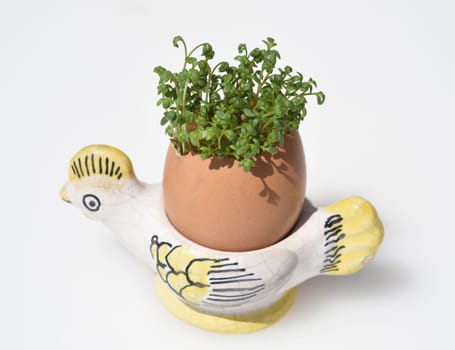 Cress,seedling,Lepidium sativum,is an important medicinal and medicinal plant. At Easter fun for children pulled in an egg.