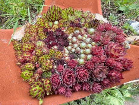 Houseleek,Sempervivum,tectorum,is a medicinal plant and an alpine flower with red flowers.