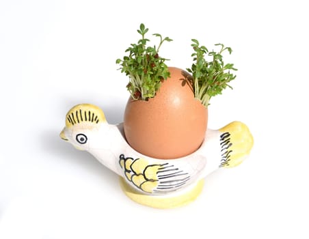 Cress,seedling,Lepidium sativum,is an important medicinal and medicinal plant. At Easter fun for children pulled in an egg.