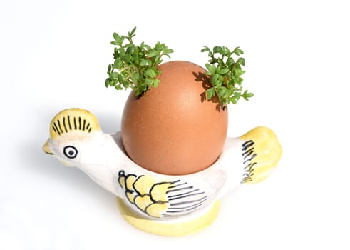 Cress,seedling,Lepidium sativum,is an important medicinal and medicinal plant. At Easter fun for children pulled in an egg.