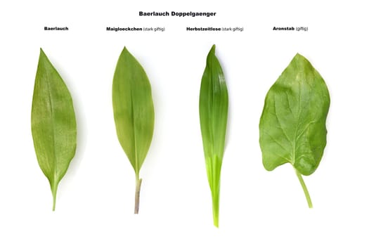 Allium  Ursinum garlic is an important herb and medicinal plant that has a garlic scent with white flowers. It has several poisonous doppelgangers,(double runner) such as lily of the valley,autumn crocus and arum.