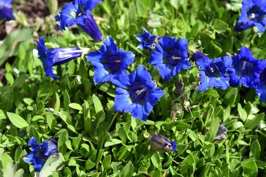 Gentian,Gentiana acaulis,the silicate gentian comes from the mountains of Central Europe. It is a deep blue flowering perennial that should not be missing in any garden.