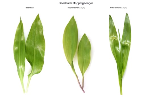 Allium  Ursinum garlic is an important herb and medicinal plant that has a garlic scent with white flowers. It has several poisonous doppelgangers,(double runner) such as lily of the valley,autumn crocus and arum.