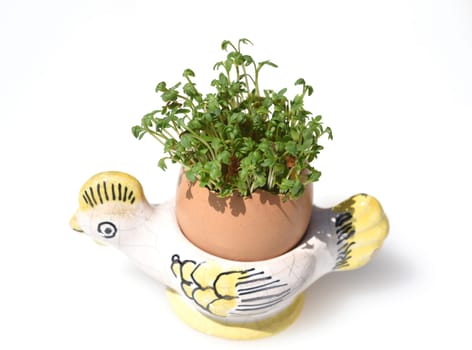 Cress,seedling,Lepidium sativum,is an important medicinal and medicinal plant. At Easter fun for children pulled in an egg.