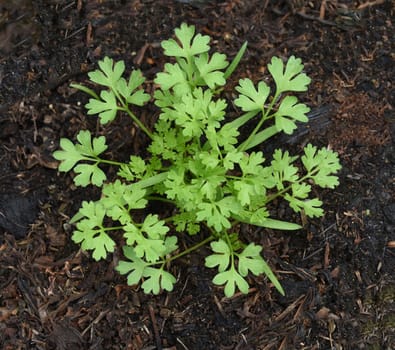 Chervil,Anthriscus cerefolium,is an important medicinal and medicinal plant. The herb is also used in the Frankfurt green sauce.