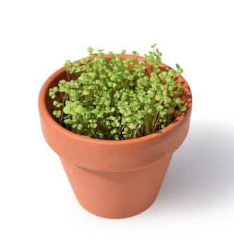Peppermint,Mentha piperita,is one of the most important medicinal plants and herbs in cooking and medicinal medicine.