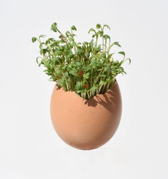Cress,seedling,Lepidium sativum,is an important medicinal and medicinal plant. At Easter fun for children pulled in an egg.