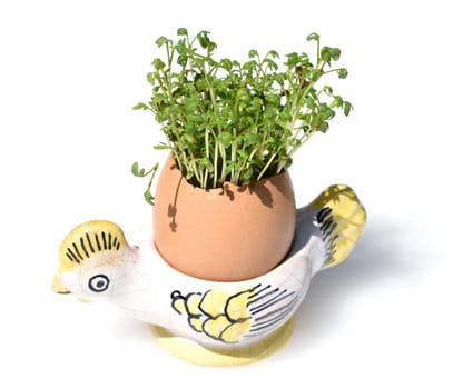 Cress,seedling,Lepidium sativum,is an important medicinal and medicinal plant. At Easter fun for children pulled in an egg.