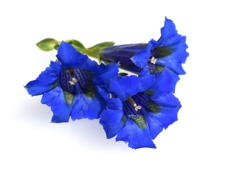 Gentian,Gentiana acaulis,the silicate gentian comes from the mountains of Central Europe. It is a deep blue flowering perennial that should not be missing in any garden.