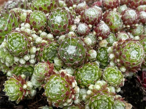 Houseleek,Sempervivum,tectorum,is a medicinal plant and an alpine flower with red flowers.