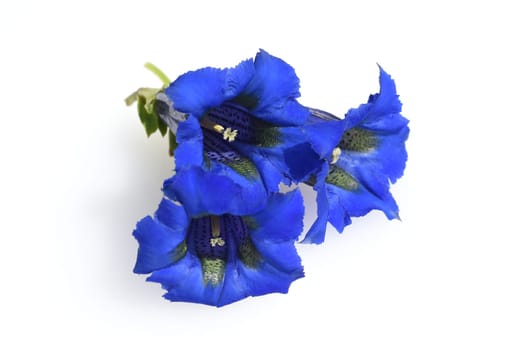 Gentian,Gentiana acaulis,the silicate gentian comes from the mountains of Central Europe. It is a deep blue flowering perennial that should not be missing in any garden.