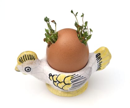Cress,seedling,Lepidium sativum,is an important medicinal and medicinal plant. At Easter fun for children pulled in an egg.