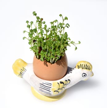 Cress,seedling,Lepidium sativum,is an important medicinal and medicinal plant. At Easter fun for children pulled in an egg.