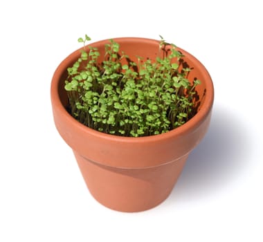 Peppermint,Mentha piperita,is one of the most important medicinal plants and herbs in cooking and medicinal medicine.
