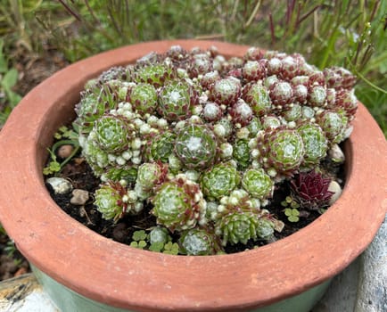 Houseleek,Sempervivum,tectorum,is a medicinal plant and an alpine flower with red flowers.