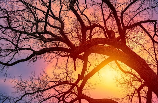 Winter sunset, sun shining behind tree branches without leaves