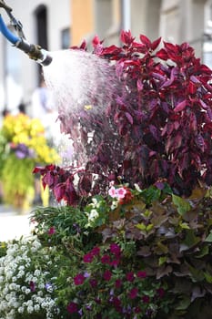 So that the plants and flowers in a city do not dry out in summer,they have to be watered.