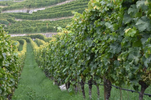 The Kerner is a robust,Riesling-like white wine variety. The berry color is green yellow. The largest growing areas are in Germany,Japan,Italy and Switzerland.