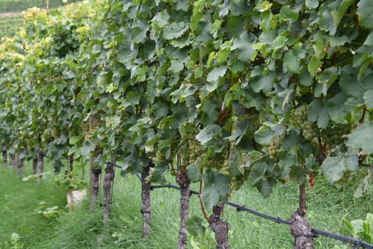 The Kerner is a robust,Riesling-like white wine variety. The berry color is green yellow. The largest growing areas are in Germany,Japan,Italy and Switzerland.