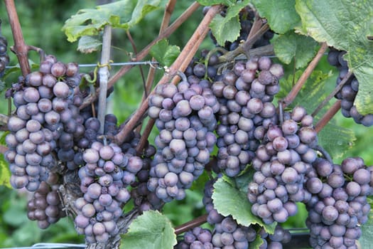 In Germany,Austria and France this wine variety is called Pinot Gris and in Australia,Luxembourg and Italy as Pinot grigio,in Valais as Malvoi.