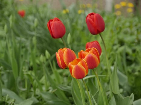 Home garden, tulips bloom in the beds