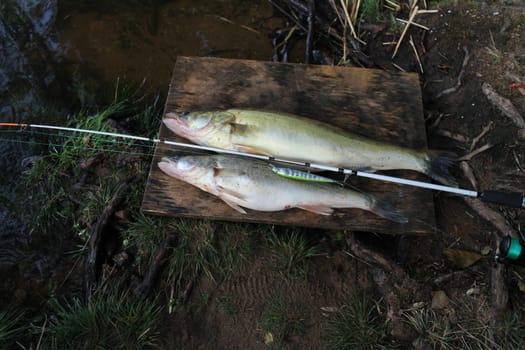 successful fishing still life with a fishing rod and a big fish Zander by the river, still life