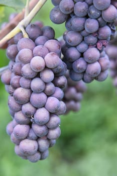 In Germany,Austria and France this wine variety is called Pinot Gris and in Australia,Luxembourg and Italy as Pinot grigio,in Valais as Malvoi.