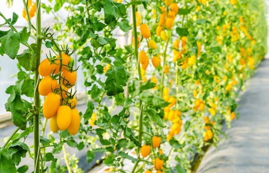Fresh yellow ripe cherry tomatoes on the plant in greenhouse garden