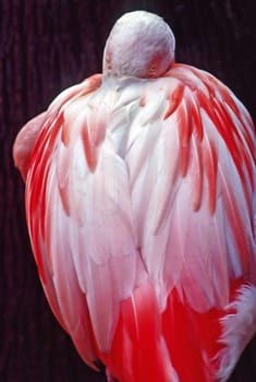 Flamingo resting in pond