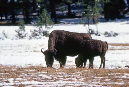 Bison with calf grazing in Wyoming
